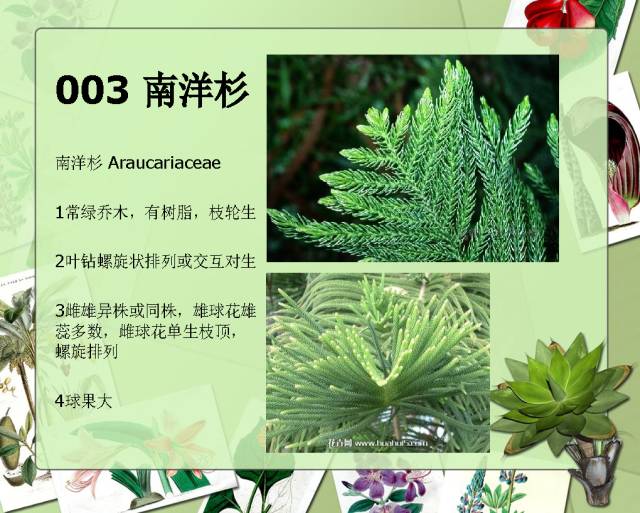 100种常见园林植物图鉴