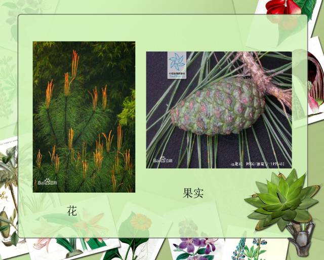 100种常见园林植物图鉴