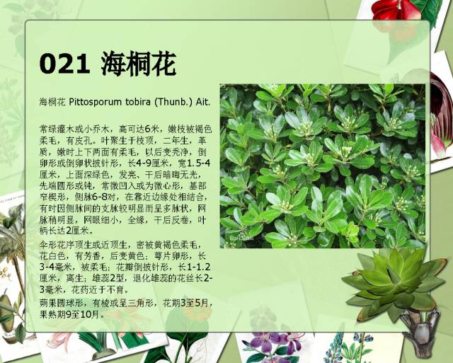 100种常见园林植物图鉴