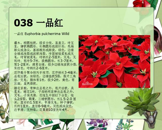 100种常见园林植物图鉴