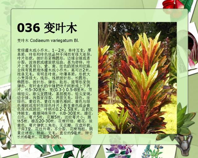 100种常见园林植物图鉴