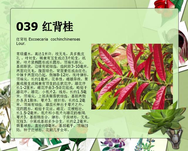 100种常见园林植物图鉴