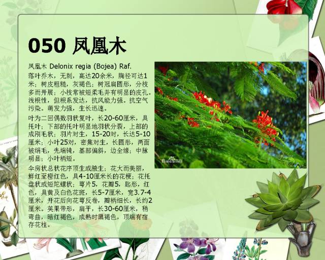 100种常见园林植物图鉴