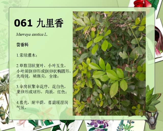 100种常见园林植物图鉴