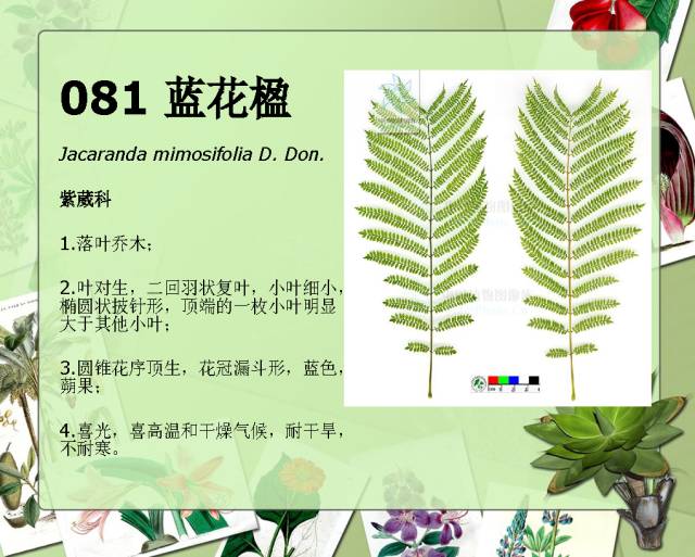 100种常见园林植物图鉴