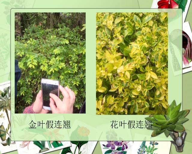 100种常见园林植物图鉴