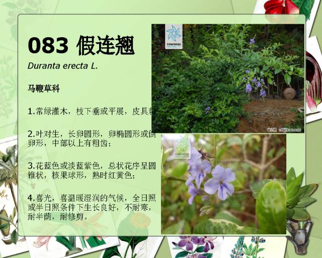 100种常见园林植物图鉴