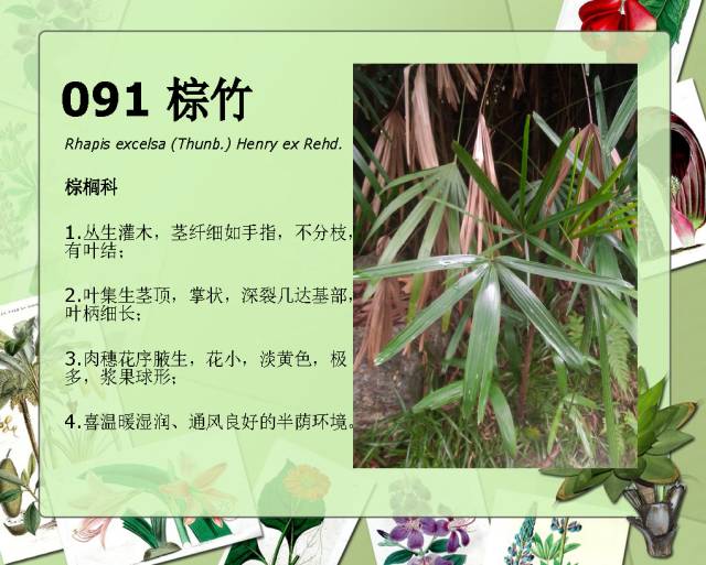 100种常见园林植物图鉴