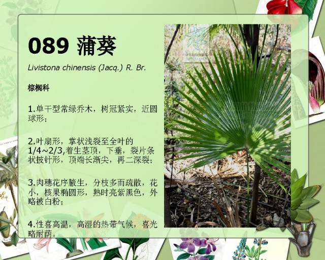 100种常见园林植物图鉴