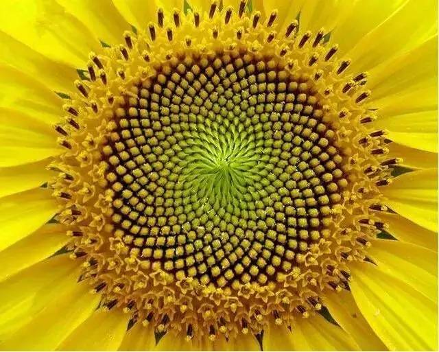 大自然最美丽的“几何图形植物”