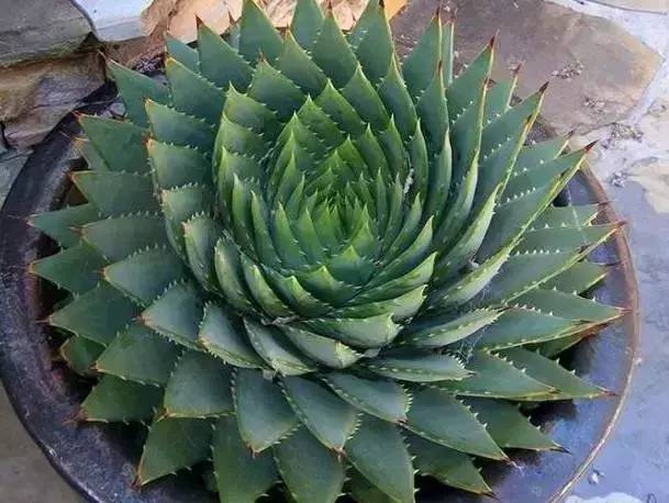 大自然最美丽的“几何图形植物”