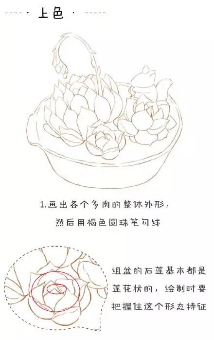 纸上彩铅——《多肉篇》