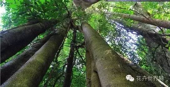 植物世界之最