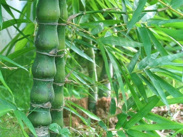 100种户外常见植物