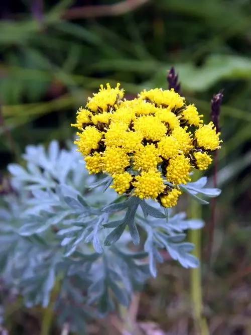 100种开花植物