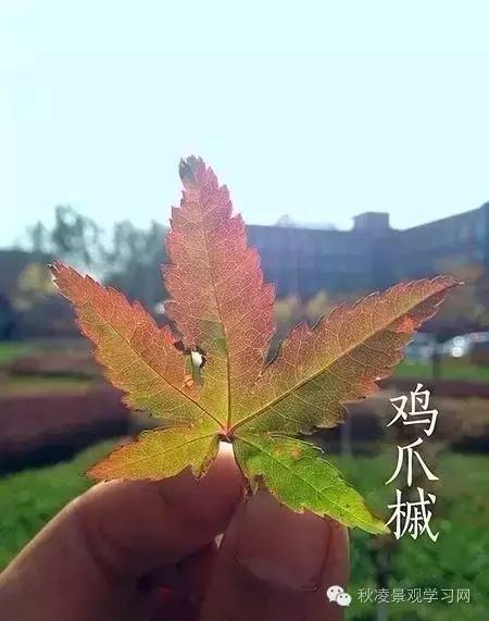 你是个“一叶知树”的植物达人吗？