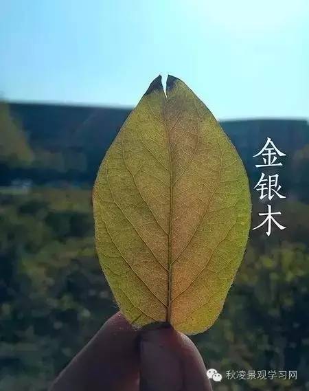 你是个“一叶知树”的植物达人吗？