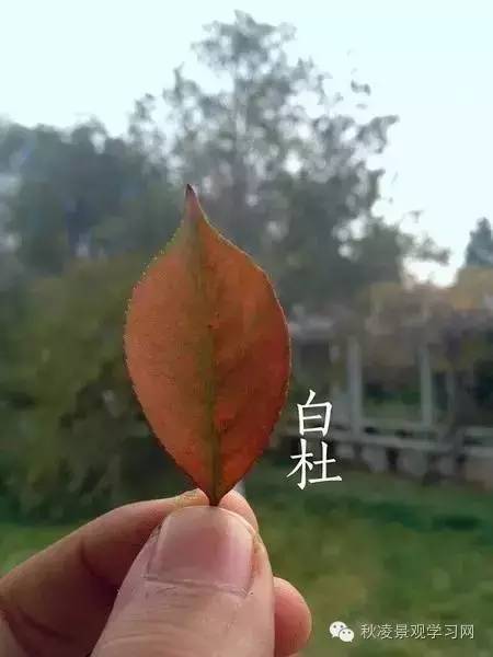 你是个“一叶知树”的植物达人吗？