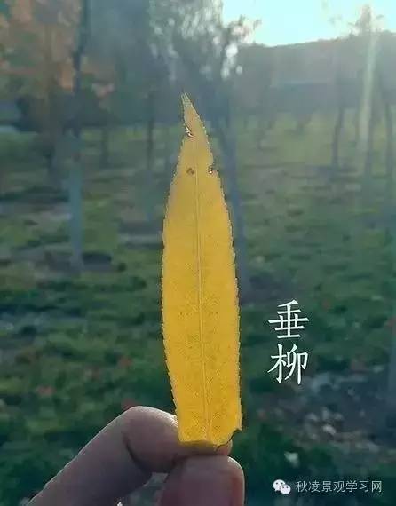 你是个“一叶知树”的植物达人吗？