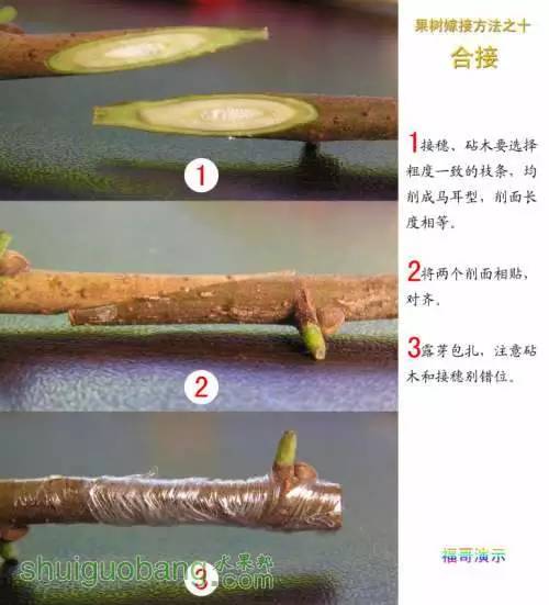 12种 树木嫁接方法演示图
