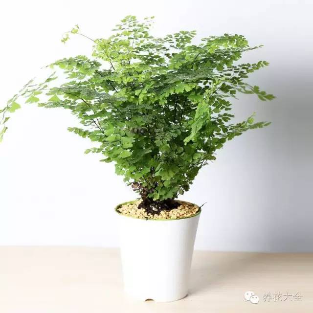 植物也看气质，哪种花卉更适合你的家？