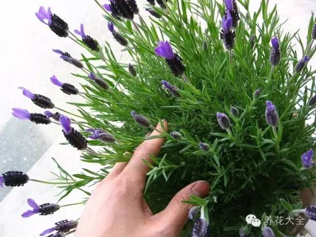 植物也看气质，哪种花卉更适合你的家？