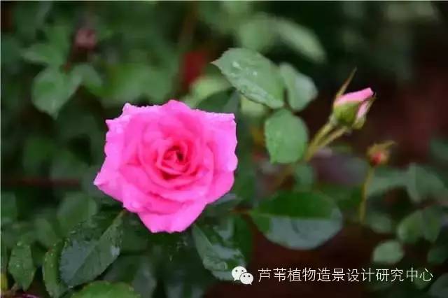 超能奶爸180天为孩子DIY出一个属于自家的农场