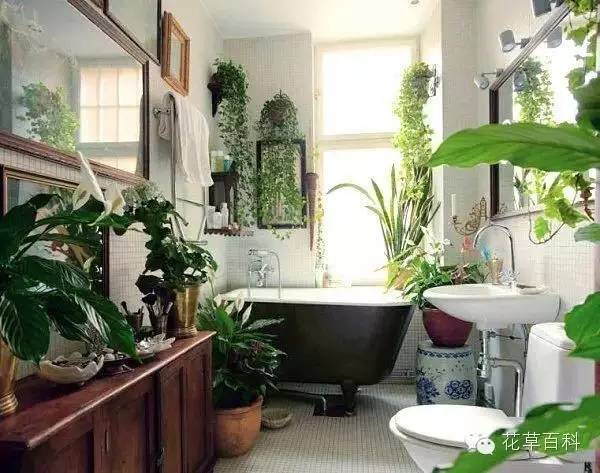 洗手间种满植物是什么感觉？
