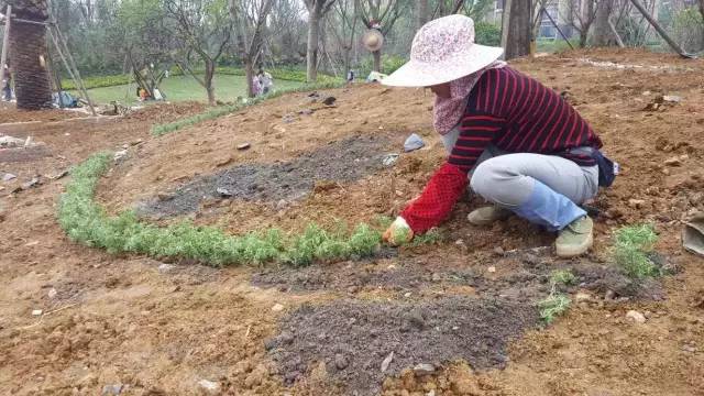 优秀施工工艺分享之小苗篇 