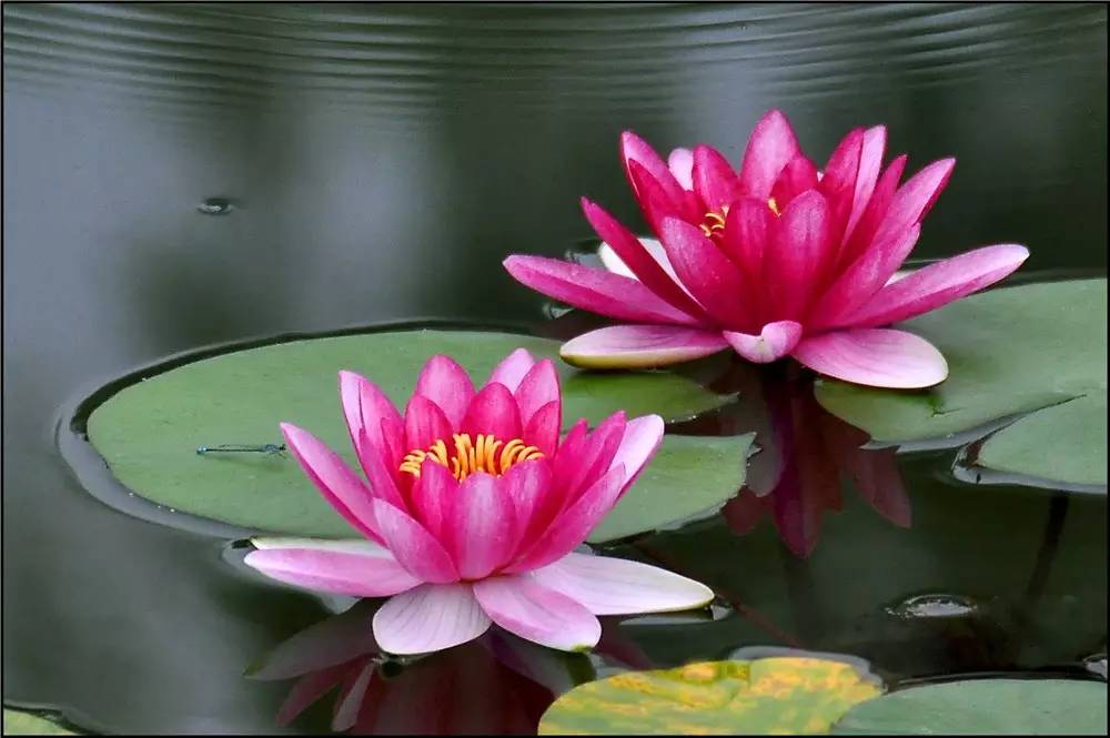 水生植物（二）——浮叶植物