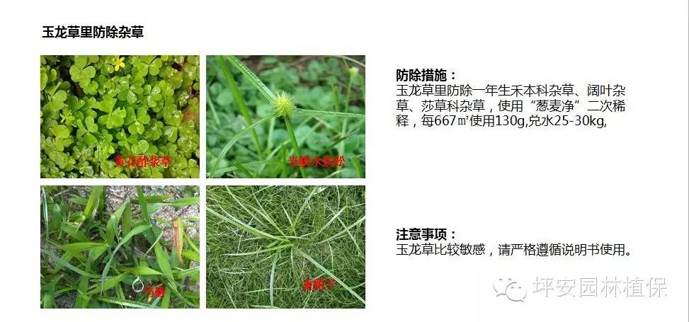 常见园林植物实用养护手册