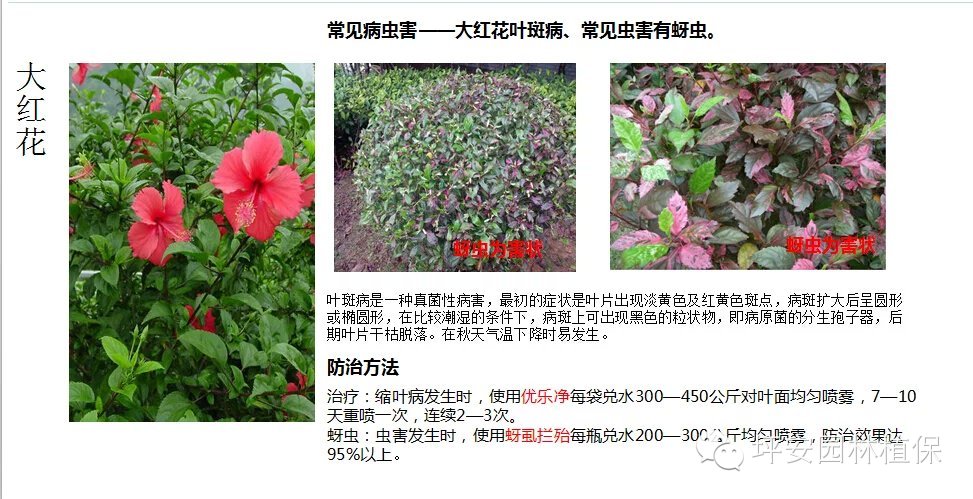 常见园林植物实用养护手册