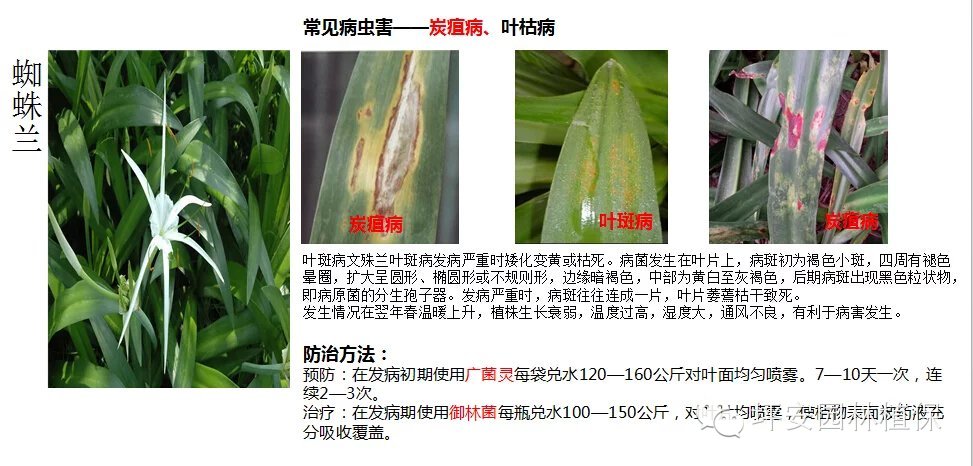 常见园林植物实用养护手册