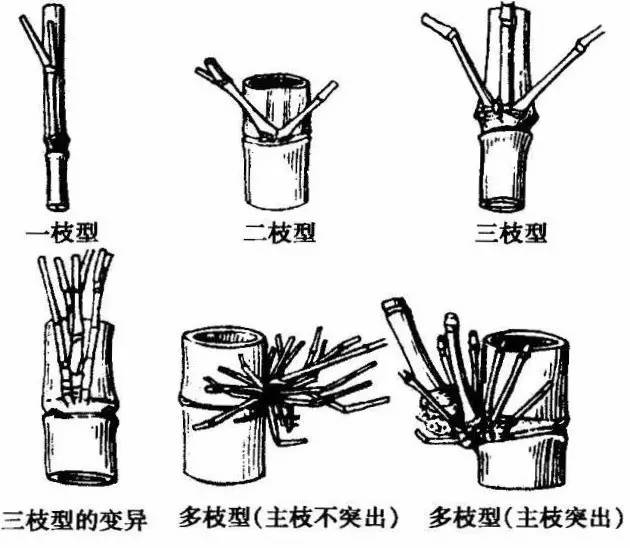 史上超全竹类植物详解！