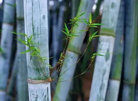 史上超全竹类植物详解！