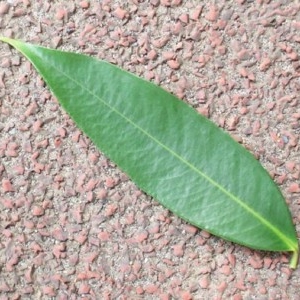 披针形叶（lanceolate leaf）