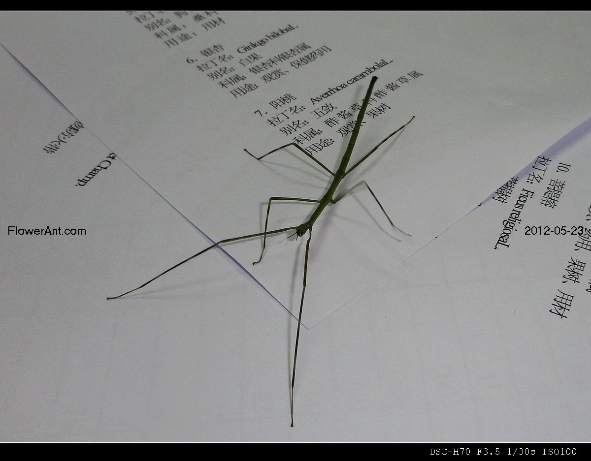 今天发现一条竹节虫