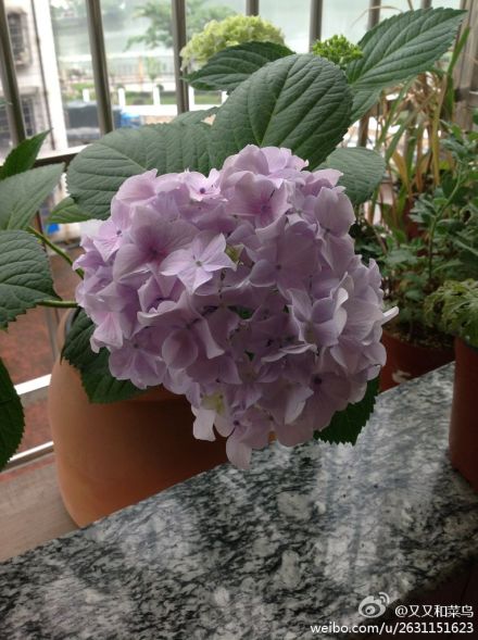 绣球花