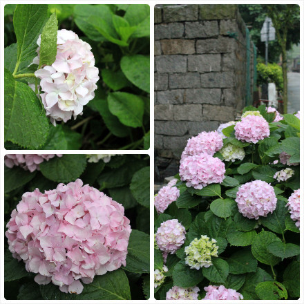 绣球花
