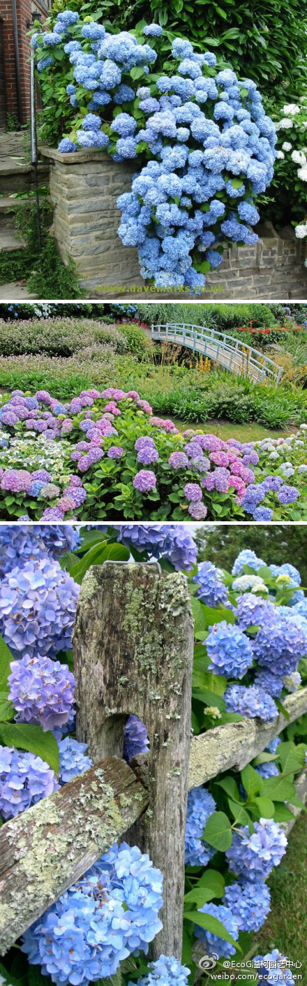 绣球花