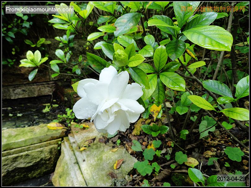 栀子花