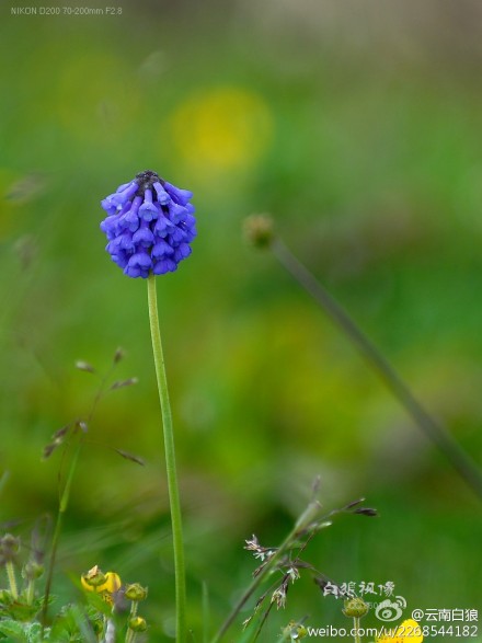 穗花报春