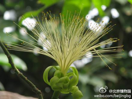 发财树