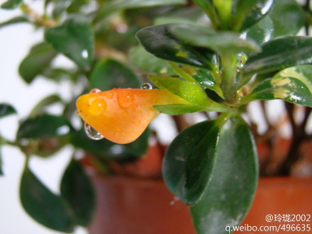 金鱼花