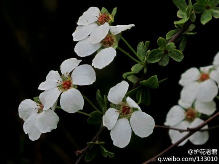 又称“雪柳”。蔷薇科绣线菊属落叶灌木，花期4～5月，原产华东，陕西、辽宁等省有栽培。‘花白色密集，叶秋 ...