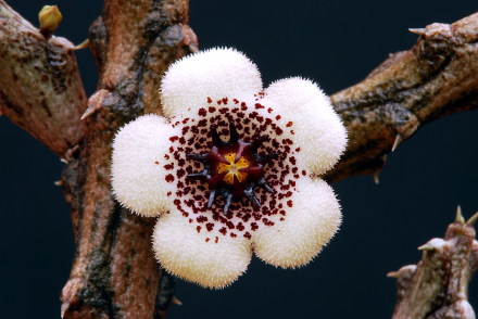 萝藦科，学名：Stapelianthus arenarius.jpg