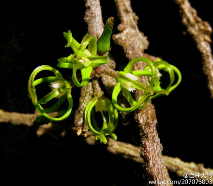 萝藦科，学名：Cynanchum marnierianum.jpg
