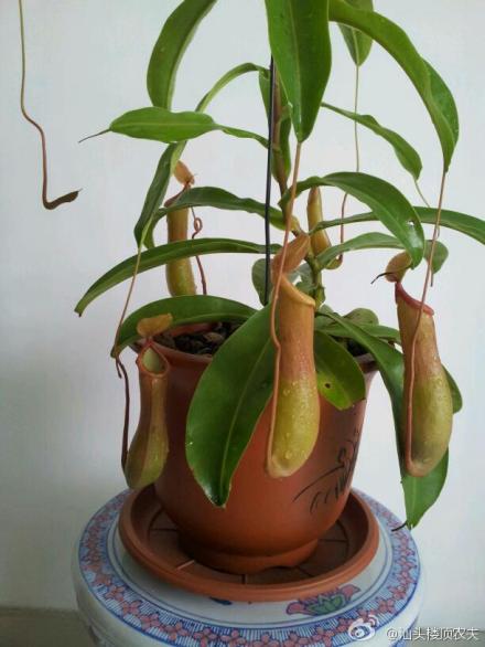 猪笼草