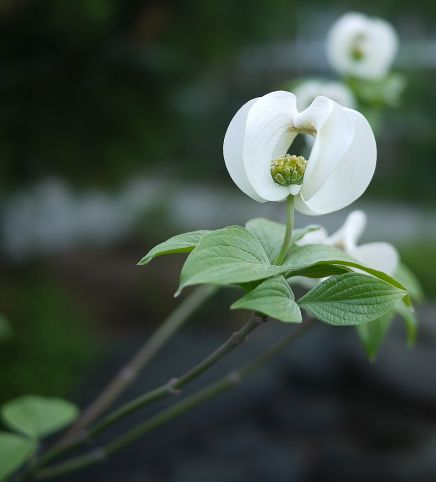 四照花