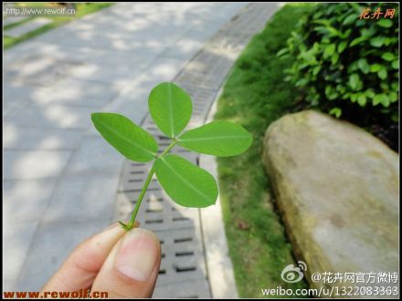 蔓花生叶子